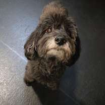 Thumbnail photo of Noodle #2