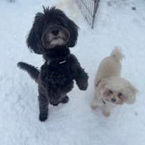 Thumbnail photo of Noodle #3