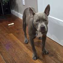 Thumbnail photo of Blue #1