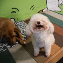 Thumbnail photo of Frida #2