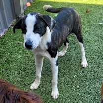 Thumbnail photo of Scrappy #1