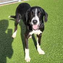 Thumbnail photo of Blaine #2