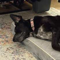 Thumbnail photo of Duke #1