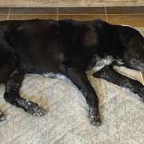 Thumbnail photo of Duke #2