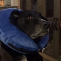 Thumbnail photo of Duke #4