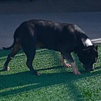 Thumbnail photo of Ivy #2