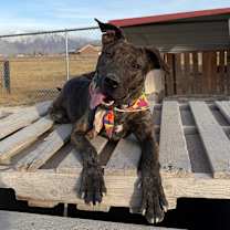 Thumbnail photo of Nagini #1