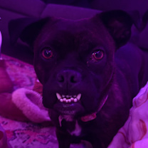 Thumbnail photo of Cherry #4