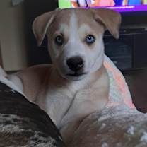 Thumbnail photo of Lioness JuM #1