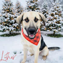 Thumbnail photo of Luther 25-10-146 #1