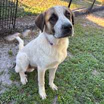 Thumbnail photo of Beef Cake #3