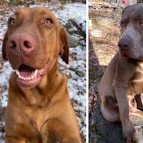 Thumbnail photo of Bella and Roscoe-Courtesy List #1