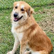 Thumbnail photo of Toby #1