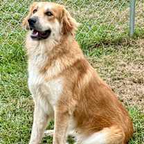 Thumbnail photo of Toby #2