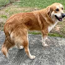 Thumbnail photo of Toby #3