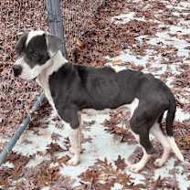 Thumbnail photo of Lucky 25-D0539 #3