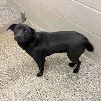 Thumbnail photo of Dexter 25-d0543 #3