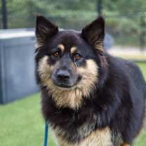 Thumbnail photo of Goldie #1