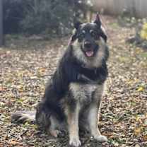 Thumbnail photo of Goldie #3