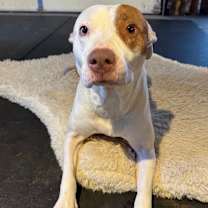 Thumbnail photo of Peach #1