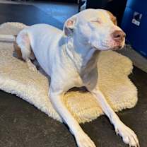 Thumbnail photo of Peach #2