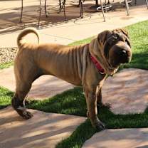 Thumbnail photo of Zyrie #2