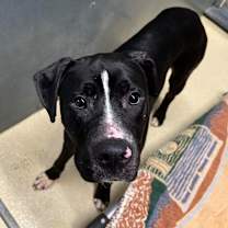 Thumbnail photo of Shula #2