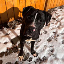 Thumbnail photo of Shula #4