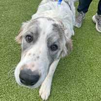 Thumbnail photo of  Freckles #2