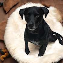 Thumbnail photo of Jasper #1