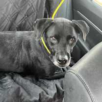 Thumbnail photo of Jasper #4