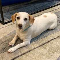 Thumbnail photo of Snoopy III (Bam Bam) #1