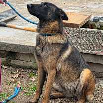 Thumbnail photo of Gracie #2