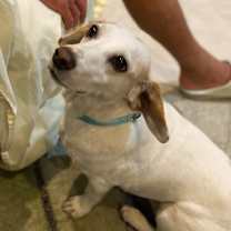 Thumbnail photo of Snoopy III (Bam Bam) #3