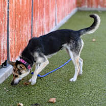 Thumbnail photo of Stromboli #3