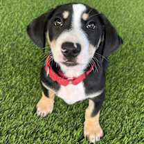 Thumbnail photo of George Russell #3