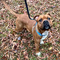 Thumbnail photo of Happy Gilmore #2