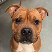 Thumbnail photo of Happy Gilmore #4