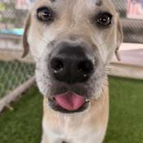 Thumbnail photo of Toffee #3