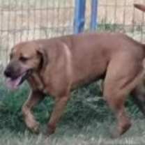 Thumbnail photo of Duke #3