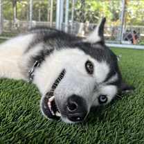 Thumbnail photo of Sven #2