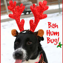 Thumbnail photo of Avett #1