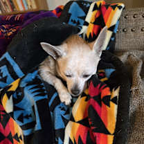 Thumbnail photo of Scooter #1