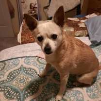 Thumbnail photo of Scooter #2