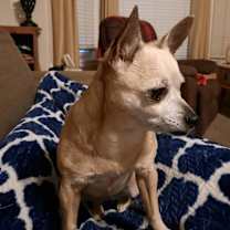 Thumbnail photo of Scooter #3