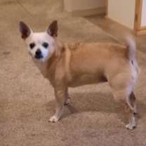 Thumbnail photo of Scooter #4