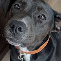 Thumbnail photo of Adeline #1