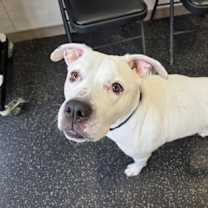 Thumbnail photo of Snow #3