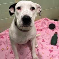 Thumbnail photo of Molly Marigold #3