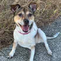 Thumbnail photo of Asoka #2